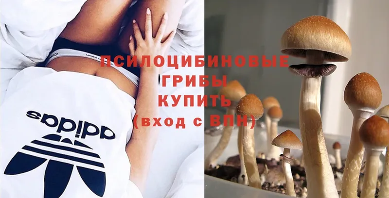 Галлюциногенные грибы Cubensis  Губаха 